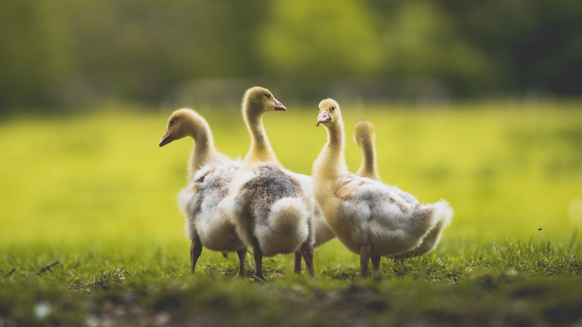 爱游戏tv-赛道如棋，红牛车队如何以兑子战术完成对哈斯车队的致命逆转