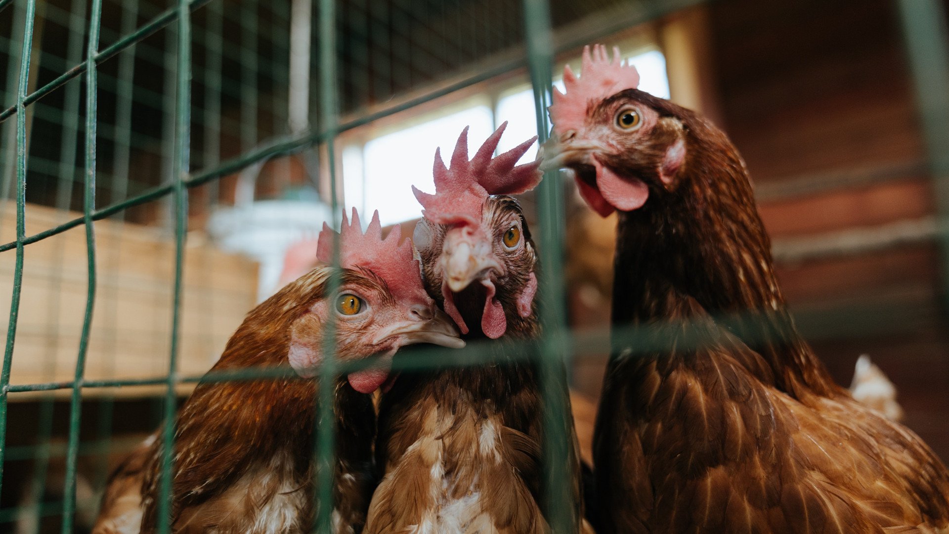 雨战中的逆袭，哈斯如何用一次赌博撕裂阿斯顿·马丁的防线