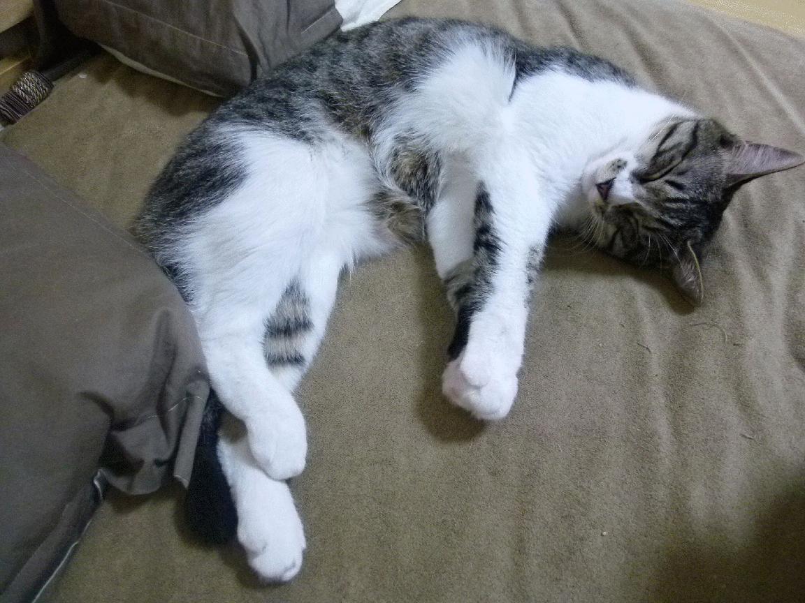 蓝军基因注入德意志战车，当戈麦斯在德国队谱写出切尔西的胜利乐章