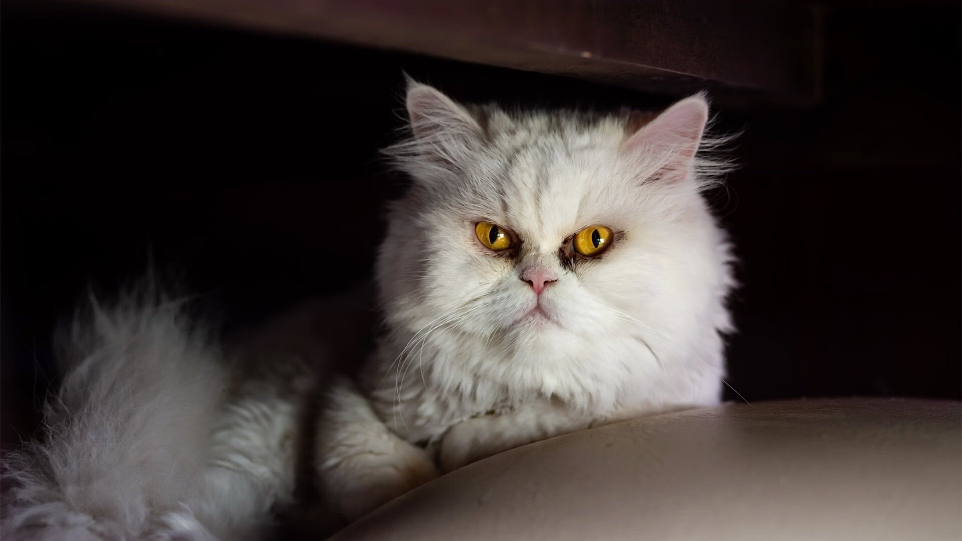 爱游戏入口-最后两圈！佩雷兹的致命一刺，迈凯伦绝杀阿斯顿马丁