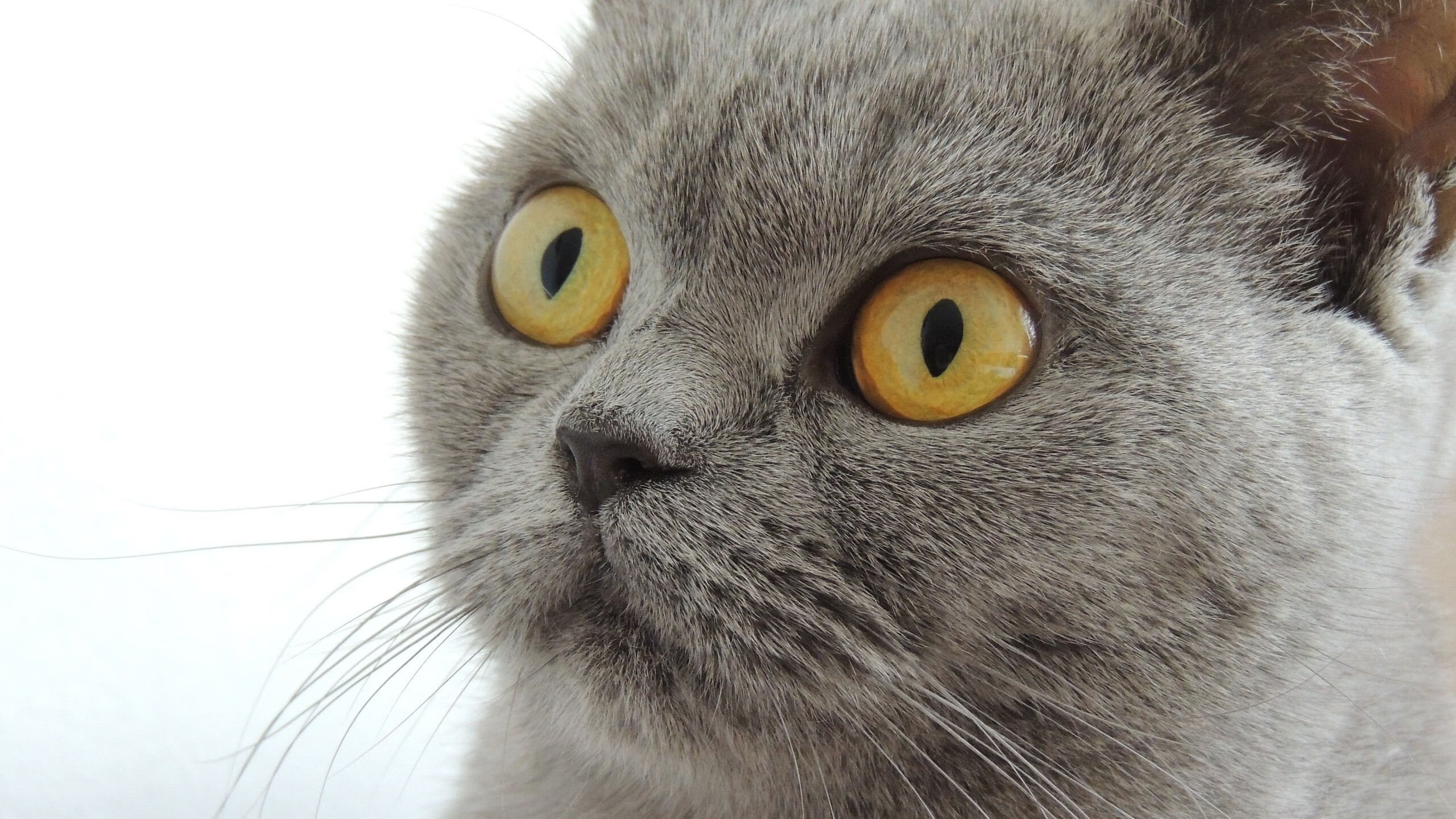 本泽马降临亚平宁，罗马对阵AC米兰，个人艺术完全绽放