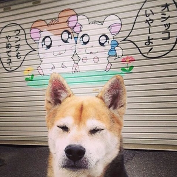 裁判哨声与外交封锁,当篮球场成为没有硝烟的战场