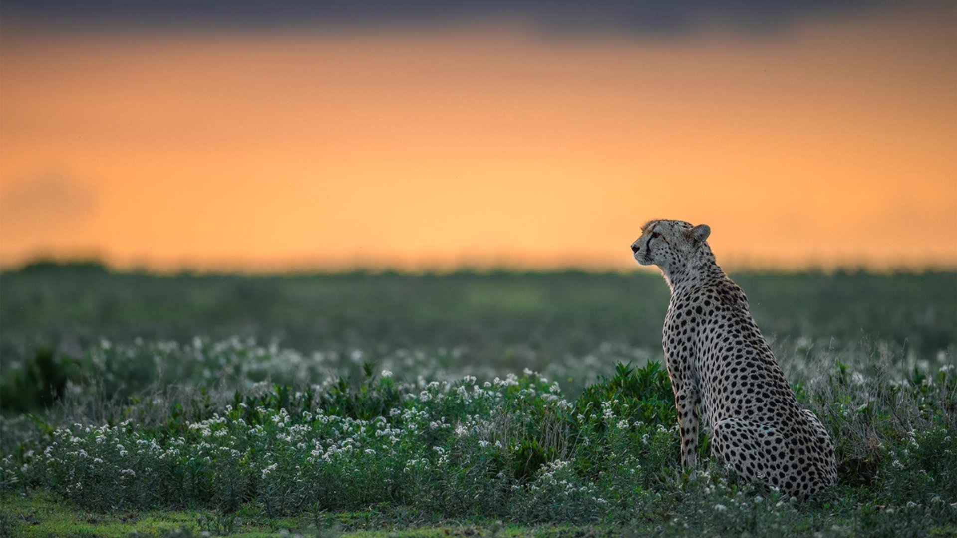 最后一舞，当达喀尔草原的风吹过麦迪逊花园的篮网
