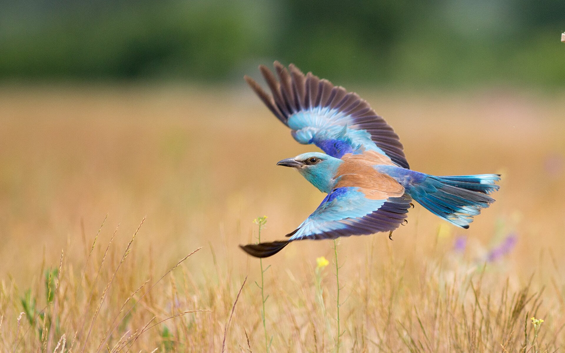 凡人之躯,美加墨之夜,战神伊布在压力下完成的永恒爆发