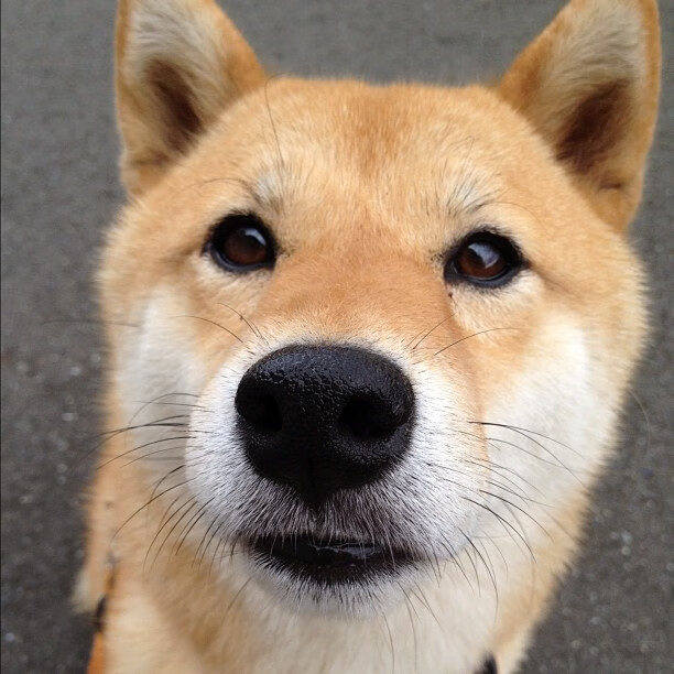 爱游戏官网-当黄色潜水艇驶向多瑙河，富安健洋的爆发与一场定义唯一的较量