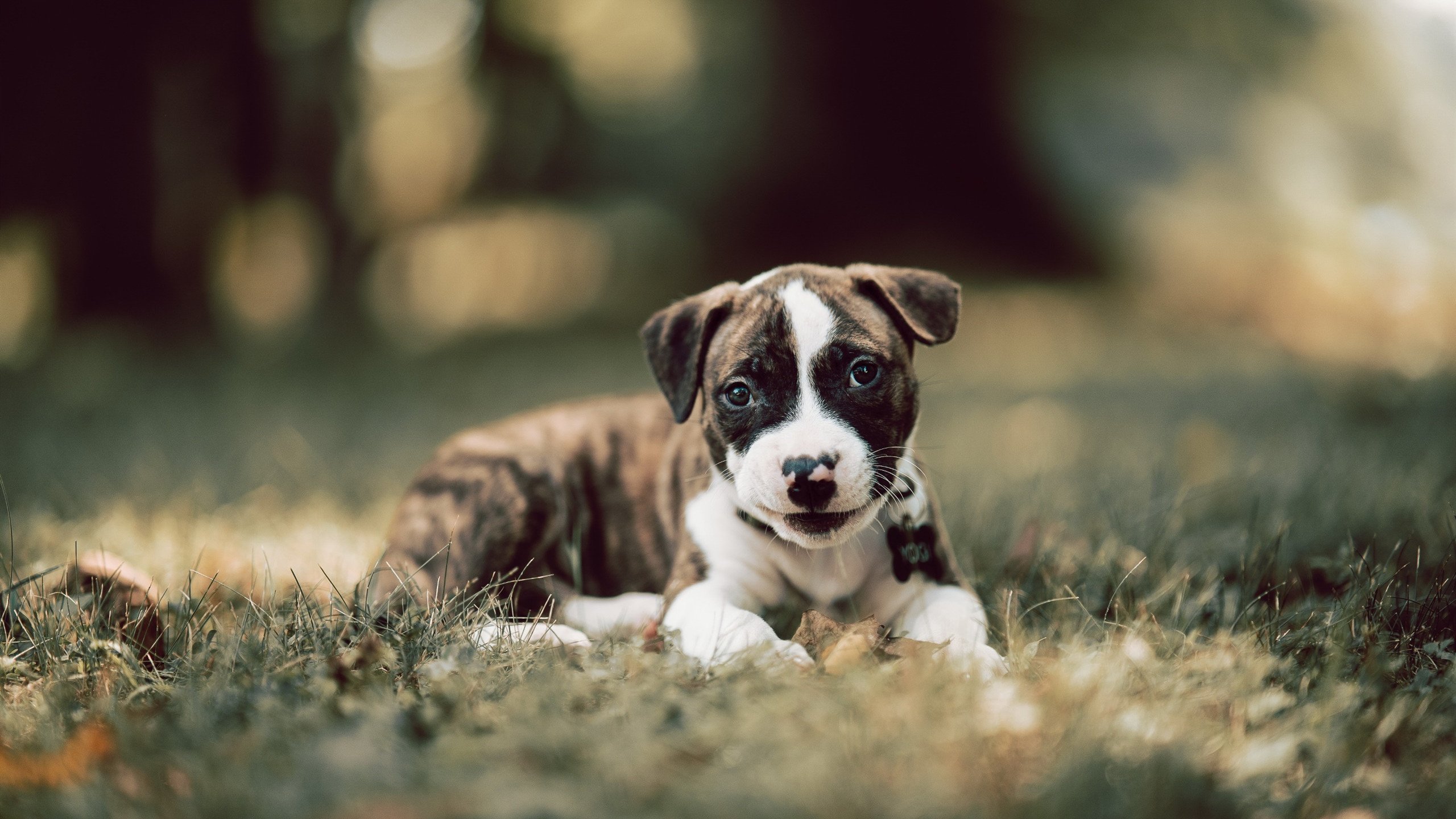 爱游戏-跨越东西部的篮球法则，东契奇之夜与广东队的公牛时刻