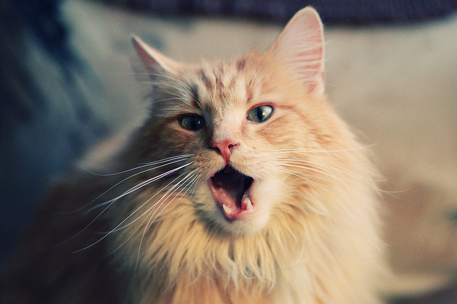 西非王冠易主,塞内加尔终结尼日利亚时代—记一场改变格局的年度焦点之战