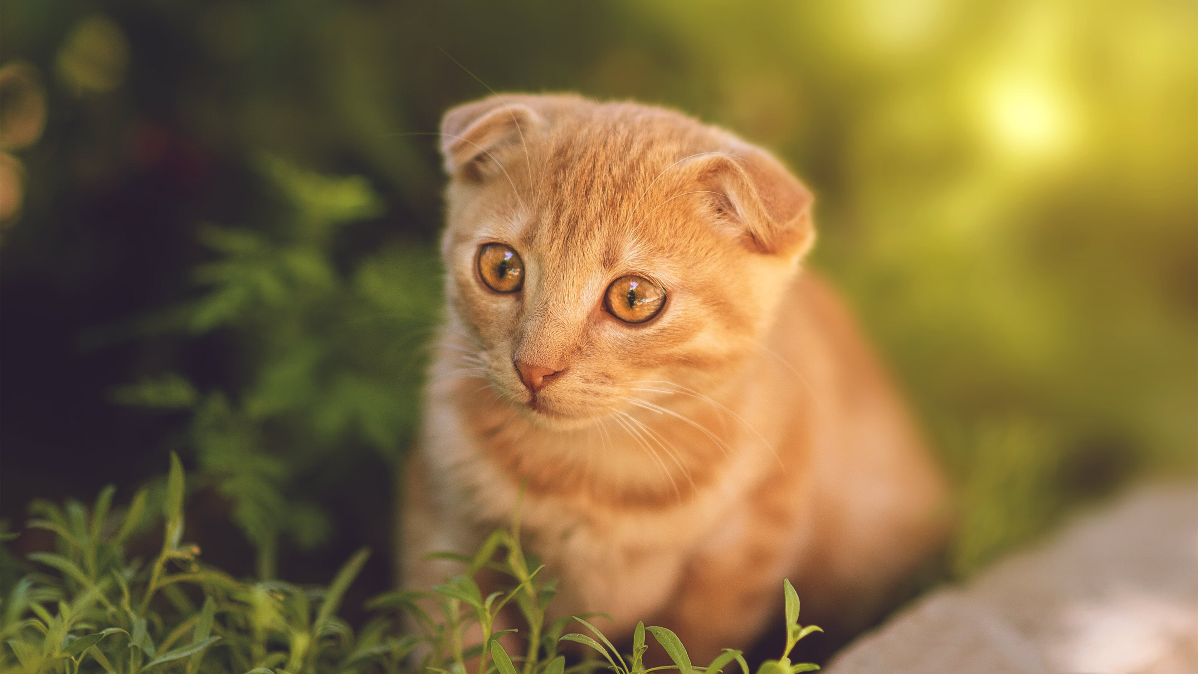 爱游戏-卡塔尔技术扶贫击溃皇家社会？赖斯用一场防守大师课证明现代足球的终极答案