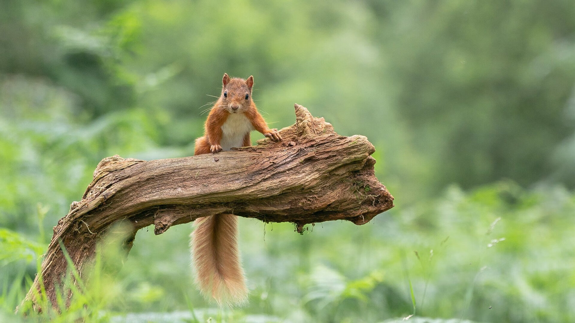 跨界火箭对决,当新疆重箭点燃休斯顿传奇夜