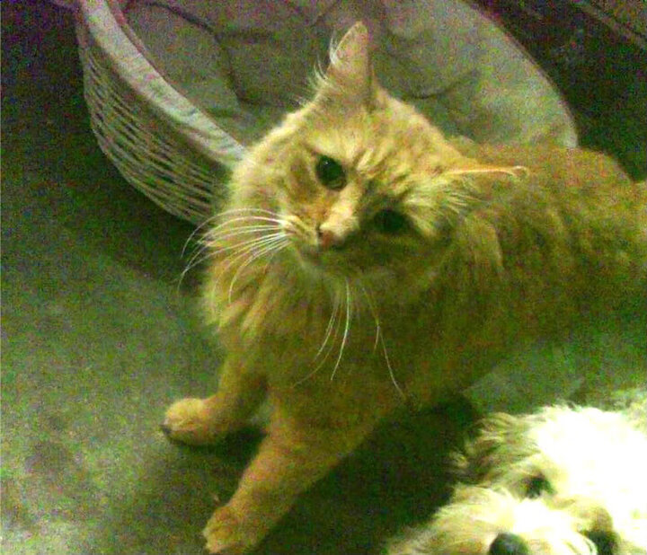 跨界巅峰,国际米兰轻取曼城,卡马文加在F1年度争冠中接管比赛