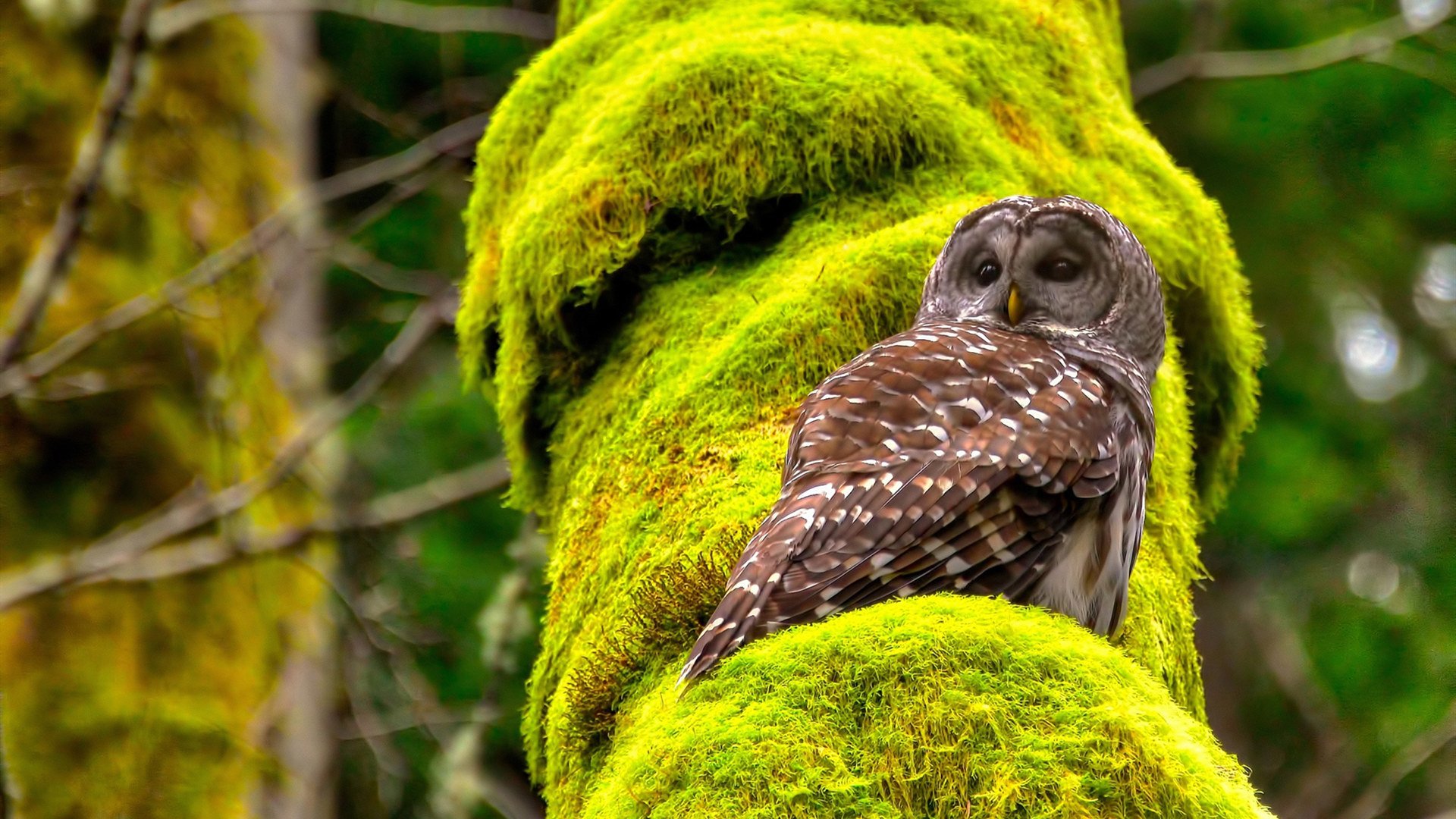 爱游戏APP-拉齐奥鏖战力克里昂，伊萨克闪耀全场获满分赞誉