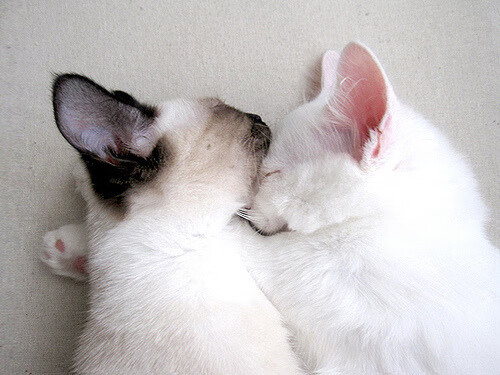 炼金炉的淬炼与巨星的重生,奥运周期关键战之夜,苏亚雷斯展现的不可替代价值