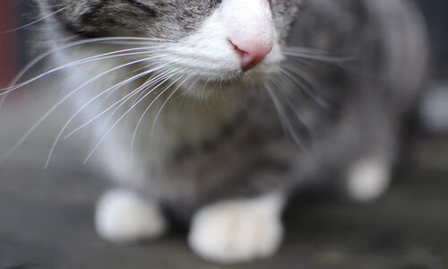 沉默巨塔的咆哮，戈贝尔重压下的自我救赎与魔术队的冠军宣言